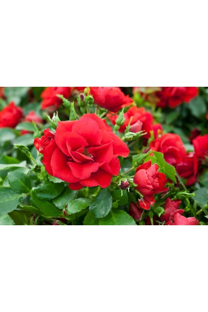 Троянда червона - рясне тривале цвітіння